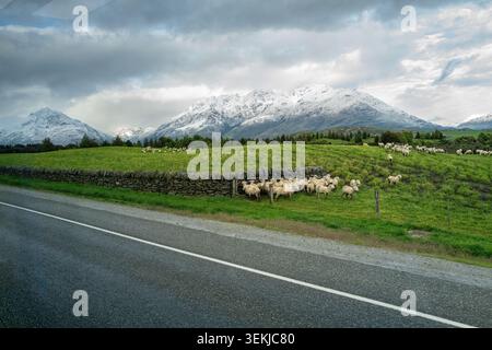 Vue en bord de route d'un troupeau de moutons pâturant sur un pâturage d'herbe verte par un mur de pierre avec des sommets de montagne Remarkables enneigés en arrière-plan. Banque D'Images