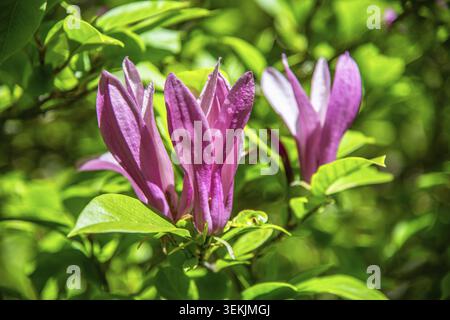 Magnolia pourpre fleuri (Magnolia Susan) à Ystad, comté de Skane, Suède, Scandinavie Banque D'Images