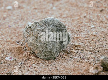 vue d'un rocher avec motif détaillé sur le sol d'une plage de sable Banque D'Images