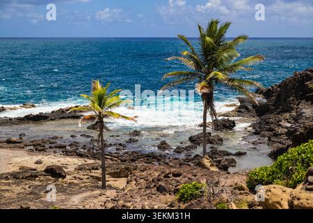 Paysage tropical avec des palmiers assis contre les vagues Azur et la rive rocheuse. Banque D'Images
