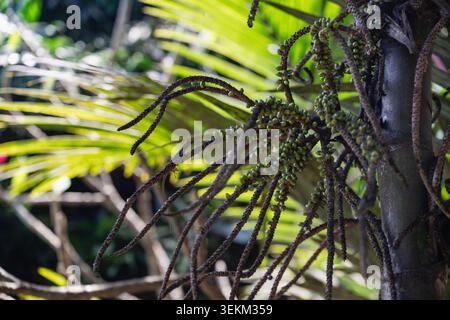 Plante de Pandanus avec des racines suspendues uniques et un fond feuillu vert vibrant. Banque D'Images