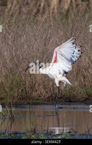 Australian White Ibis (Threskiornis molucca) débarque avec les ailes ouvertes, Australie Banque D'Images