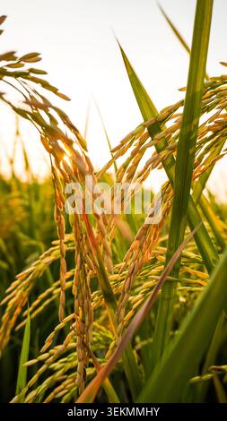 Gros plan de grains de riz doré mûrs poussant dans les rizières sous le ciel bleu Banque D'Images