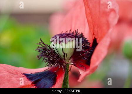 Une macro photographie détaillée capturant le centre vibrant d'un coquelicot oriental rouge en fleurs (Papaver orientale). L'image présente le se vert unique Banque D'Images