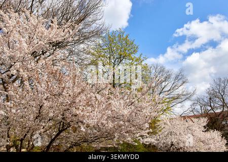 Beaux cerisiers couverts de branches de fleurs roses fleurissant sous un ciel bleu avec des nuages moelleux dans un parc public au printemps. Banque D'Images