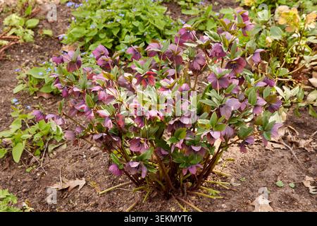 Un beau buisson de fleurs d'hellebore violettes en fleurs, également connu sous le nom de rose de Noël, poussant dans le sol brun d'un jardin au printemps. Banque D'Images
