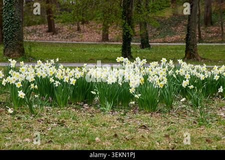 Un grand champ de belles fleurs de jonquille blanches et jaunes fleurissant dans un parc forestier pendant la saison printanière. Banque D'Images