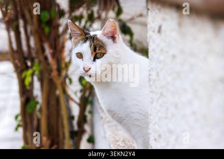 Curieux chat blanc jetant un œil derrière un mur dans un quartier résidentiel de Paphos, Chypre. Authentique portrait méditerranéen de chat de rue Banque D'Images