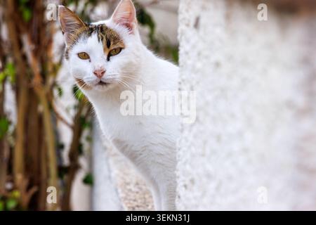 Curieux chat blanc jetant un œil derrière un mur dans un quartier résidentiel de Paphos, Chypre. Authentique portrait méditerranéen de chat de rue Banque D'Images