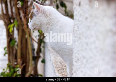 Chat blanc montré dans la vue de côté tout en jetant un coup d'œil de derrière un mur. Scène tranquille de chat de rue méditerranéenne à Paphos, Chypre Banque D'Images