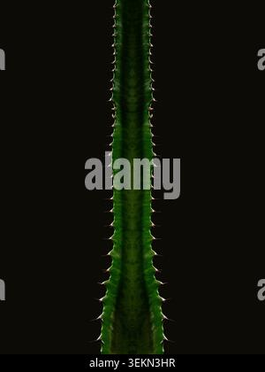 Gros plan du cactus de la cathédrale sur fond noir Banque D'Images