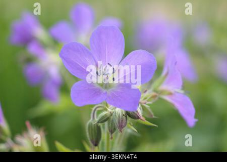Géraniums. Géranium sylvaticum 'Mayflower', bec de crane en bois, géranium robuste à floraison précoce portant des masses de fleurs violettes au printemps. ROYAUME-UNI Banque D'Images