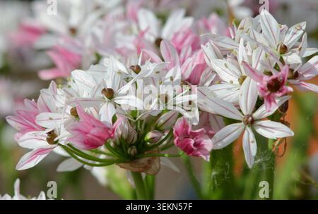 Allium Cameleon aussi appelé Allium trifoliatum 'Cameleon' portant des fleurs roses caractéristiques qui passent au blanc au printemps. ROYAUME-UNI. Allium 'Caméléon'. Banque D'Images
