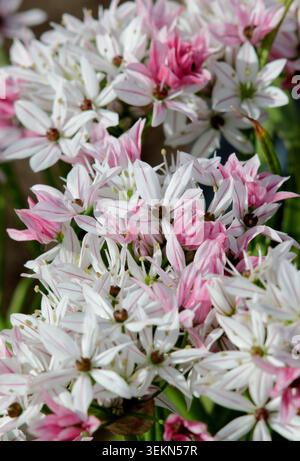 Allium Cameleon aussi appelé Allium trifoliatum 'Cameleon' portant des fleurs roses caractéristiques qui passent au blanc au printemps. ROYAUME-UNI. Allium 'Caméléon'. Banque D'Images