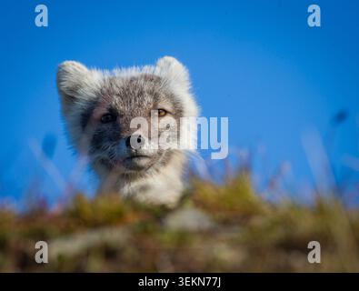 Gros plan en bas angle d'un renard arctique contre un ciel bleu Banque D'Images