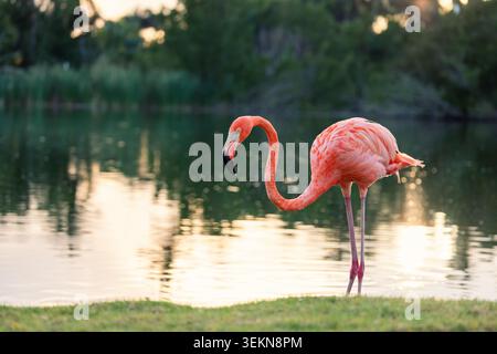 Flamant rose debout sur une herbe avec des reflets de lumière de coucher de soleil sur le lac Banque D'Images