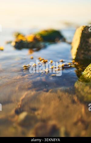 Une douce lumière dorée illumine un littoral calme avec des eaux peu profondes, des cailloux dispersés, des algues et des roches moussues dans une scène côtière naturelle sereine Banque D'Images