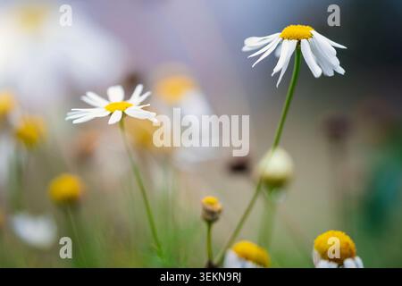 Gros plan de fleurs en pâquerettes Banque D'Images