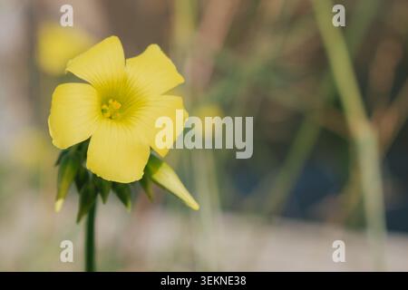 Gros plan de la floraison jaune de la fleur d'Oxalis pes-caprae. Buttercup des Bermudes dans la nature méditerranéenne. Banque D'Images