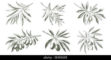 Un brin d'olive avec des baies, croquis dessiné à la main. Illustration vectorielle. Une brindille de printemps avec des feuilles, la collection est isolée sur fond blanc. Cuisine Illustration de Vecteur