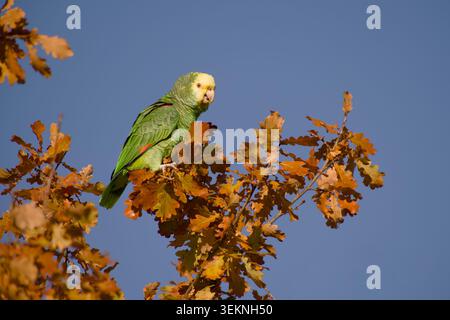 amazonie à tête jaune perchée parmi les feuilles de chêne d'automne dans la lumière chaude du soleil du soir Banque D'Images