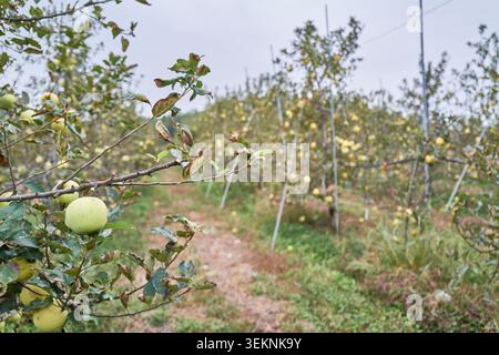 Une main tient une pomme jaune biologique Shinano Gold dans un verger flou. Les imperfections naturelles soulignent l’authenticité de l’agriculture durable. Banque D'Images