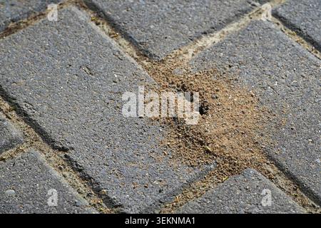 Les fourmis nichent dans le trottoir, les insectes minent les pierres d'un patio ou d'un chemin en creusant le sable hors des joints, l'espace de copie, la mise au point sélectionnée, la profondeur de champ étroite Banque D'Images