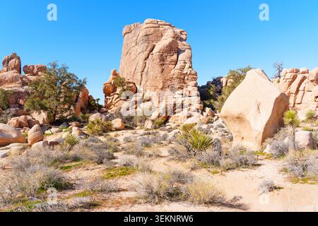 De grandes formations rocheuses de granit bronzé se dressent contre un ciel bleu clair dans le désert californien. De petits arbustes verts et des plantes de yucca poussent sur le groun sablonneux Banque D'Images