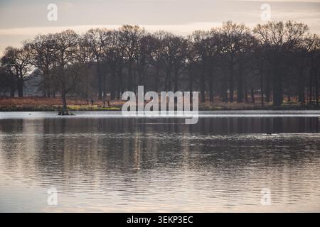 Pen Ponds et Spankers Hill à Richmond Park, Londres pendant la saison d'automne Banque D'Images