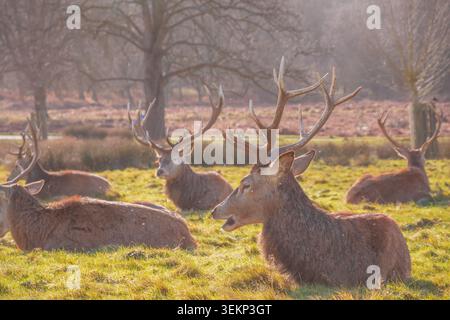 Cerf rouge dans Richmond Park, Londres, jour ensoleillé Banque D'Images