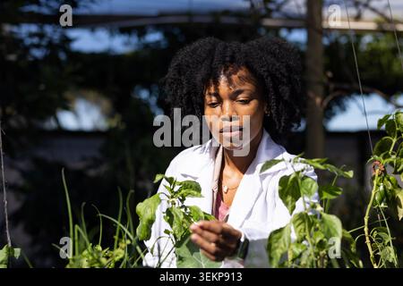 Femme africaine portant une blouse de laboratoire blanche examinant la feuille de plante à l'intérieur de la serre avec des poutres visibles Banque D'Images