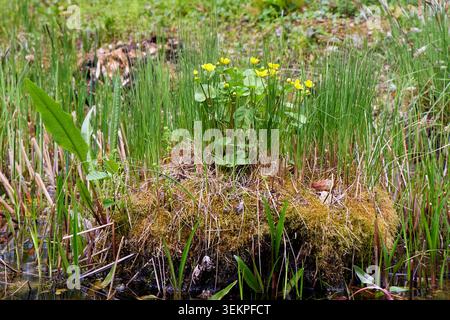 Fleurs de souci de marais jaunes fleurissant sur une parcelle d'herbe verte et de tourbe moussue dans un environnement de zone humide. Banque D'Images
