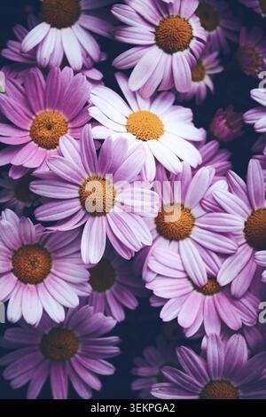 Vue aérienne étroite d'un amas dense de marguerites roses aux pétales mous et aux centres jaunes dorés proéminents. Les fleurs remplissent le cadre Banque D'Images