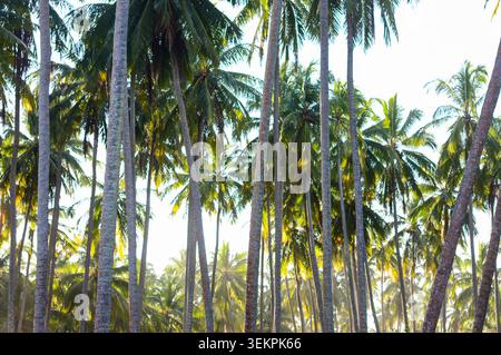 Une forêt dense de cocotiers hauts et minces qui s'élèvent vers le haut dans un ciel lumineux et surexposé, créant une ambiance de jungle tropicale Banque D'Images