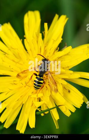 Gooden's Nomad Bee, Nomada goodeniana, imago abeille femelle sur une fleur de pissenlit dans une clairière boisée, Nottinghamshire, Royaume-Uni, avril Banque D'Images