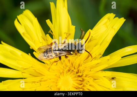 Gooden's Nomad Bee, Nomada goodeniana, imago abeille femelle sur une fleur de pissenlit dans une clairière boisée, Nottinghamshire, Royaume-Uni, avril Banque D'Images