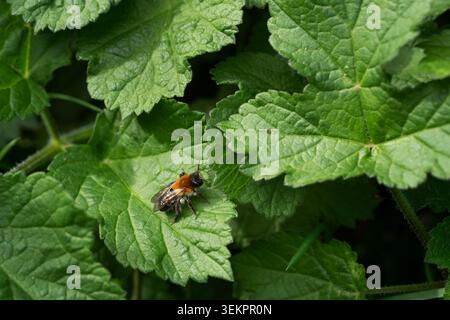 Gris-patché abeille minière Andrena nitida, femelle imago reposant sur une feuille, Nottinghamshire, Royaume-Uni, avril Banque D'Images