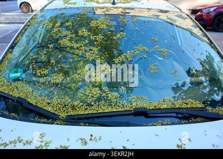 Gros plan du pare-brise avant d'une voiture blanche couvert de graines d'arbres tombées, de bourgeons et de pollen pendant la saison printanière. Banque D'Images