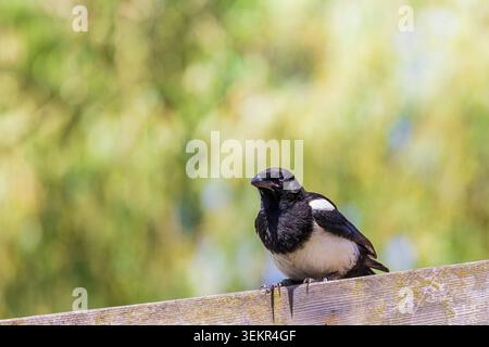 Pie eurasienne ou pica pica (pica pica) perchée sur une clôture en bois altérée sur un fond vert doux et flou, véhiculant calme et curiosités Banque D'Images