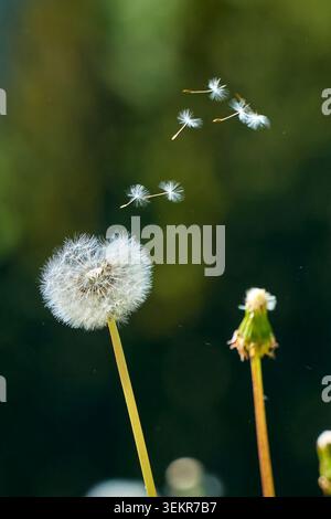 Prairie avec pissenlit , Taraxum officinale, graines soufflant dans le vent avec fond flou vert doux et lumière naturelle de printemps Banque D'Images