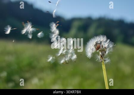 Prairie avec pissenlit , Taraxum officinale, graines soufflant dans le vent avec fond flou vert doux et lumière naturelle de printemps Banque D'Images