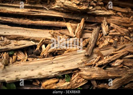 Gros plan détaillé capturant une surface texturée d'éclats de bois pourris et brisés, de bois en décomposition et de débris naturels de forêt organique. Banque D'Images