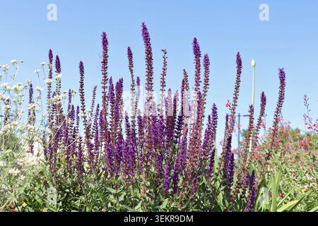 Floraison Salvia nemorosa, également appelée sauge des bois, sauge bleue ou sauge sauvage, sur fond de ciel bleu Banque D'Images