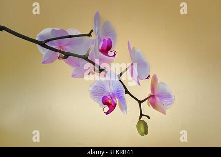Fleurs d'orchidée Phalaenopsis blanches et roses sur une tige sur un fond doré chaud, avec espace de copie. Banque D'Images