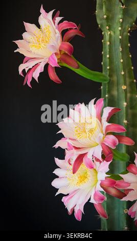 Fleurs roses et blanches fleurissant sur un cactus cereus colonnaire sur un fond sombre avec des épines et une tige verte nervurée. Banque D'Images