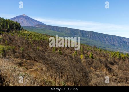 Vue du mont Teide s'élevant au-dessus des pentes volcaniques et de la forêt de pins des Canaries à Tenerife, îles Canaries, Espagne. Banque D'Images