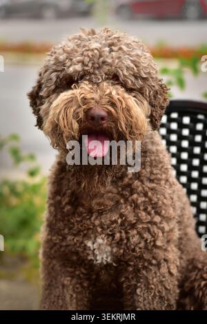Gros plan portrait extérieur d'un chien mignon Lagotto romagnolo Banque D'Images