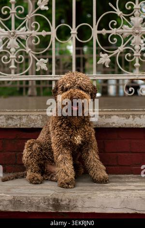 Lagotto Romagnolo chien extérieur assis portrait Banque D'Images
