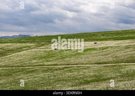 Paysage pittoresque de la Géorgie avec des collines verdoyantes et des prairies couvertes de fleurs sauvages blanches sous un ciel nuageux, où un petit troupeau de vaches pèle la paix Banque D'Images