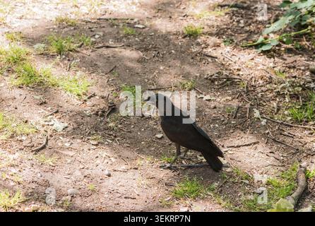 Cueillette de poussins jackdaw (Coloeus/ Corvus monedula) dans le parc Richmond, Surrey Banque D'Images